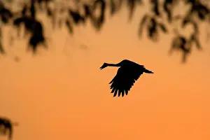Anseranas: Magpie Goose - adult Magpie Goose in flight at