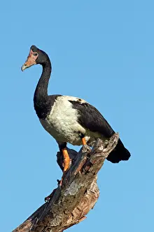 Billabong: Magpie Goose (Anseranas semipalmata), Yellow