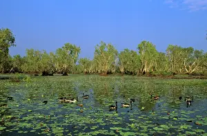 Anseranas: Magpie Goose - Feeding in Yellow Water, Kakadu