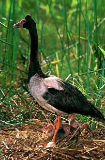 Anseranas: Magpie Goose - female on floating nest with chicks
