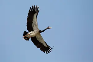 31517: Magpie Goose in flight McMinn's Lagoon Darwin Norther