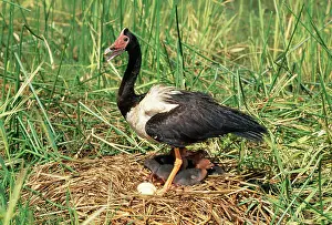 Anseranas: Magpie Goose - at floating nest with egg & chicks