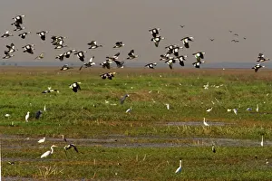 Anseranas: Magpie Goose - flock of Magpie Geese flies over