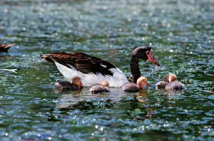 Townsville: Magpie goose with goslings