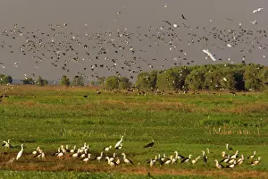 Anseranas: Magpie Goose - hugh flock of Magpie Geese and different