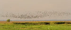 Anseranas: Magpie Goose - hugh flock of Magpie Geese flies