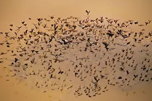 Anseranas: Magpie Goose - Large flock on water