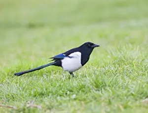Magpies: Magpie - on grass side view