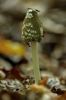 Magpie: Magpie Inkcap fungus, Coprinopsis picacea, growi