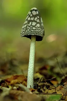Magpie: Magpie Inkcap fungus, Coprinopsis picacea, growi
