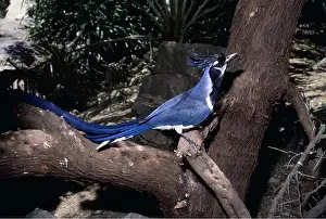 Magpie: MAGPIE JAY - on tree