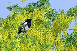 Pica: Magpie - in Laburnum Tree
