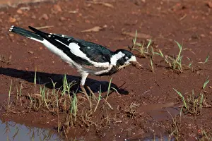 Larks: Magpie-lark