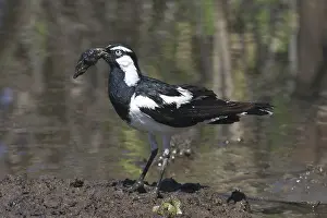 Grallina: Magpie-Lark - collecting nesting material