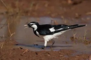 Lark: Magpie-lark - At an ephemeral pool where it was