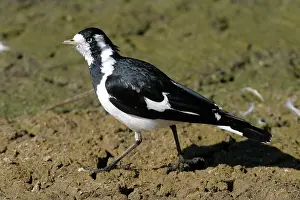 Grallina: Magpie-Lark - Female