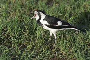 Larks: Magpie-lark - female