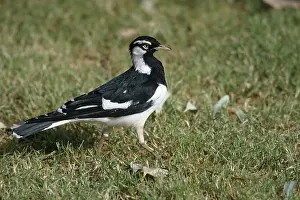 Grallina: Magpie-Lark - Male