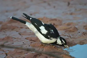 Larks: Magpie-lark - male