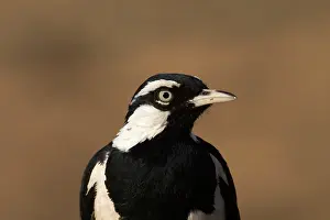 Larks: Magpie-lark, male