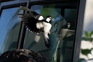 Parked: Magpie-lark - male attacking its reflection in