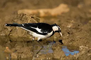 Larks: Magpie-lark - male at overflowing cattle trough