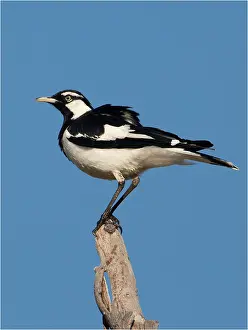 Larks: Magpie-lark - A male - perched on a stick - at Alkipi