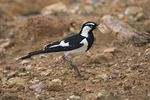 Lark: Magpie-lark - A male in rocky country - Olive Pink
