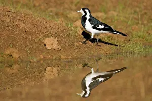 Larks: Magpie-lark - With reflection in pool
