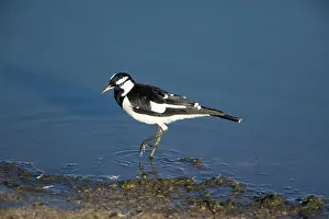 Larks: Magpie-lark - by water