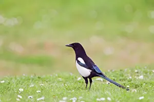 Pica: Magpie - in meadow with daisies