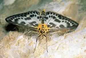 Abraxas: Magpie Moth