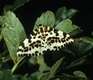 Gooseberry: Magpie moth