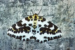 Abraxas: Magpie Moth - Belgium