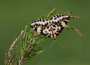 Uist: Magpie Moth - resting on heather