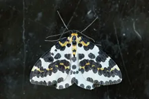 Abraxas: Magpie Moth - UK