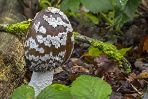 Corvid: Magpie mushroom, magpie fungus (Coprinopsis picacea)