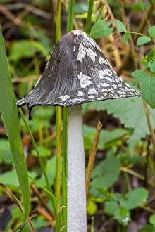 Corvid: Magpie mushroom, magpie fungus (Coprinopsis picacea)