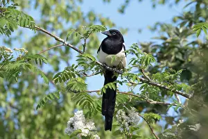 960521: Magpie - Norfolk UK