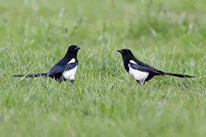 Pica: Magpie - pair on ground searching for food