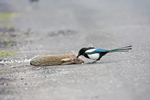 Roadkill: Magpie - pecking eye of roadkill rabbit
