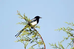Cupressus: Magpie - perched in Cupressus leylandii tree