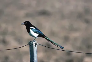 Posts: MAGPIE - perched on fence post