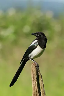Magpie: Magpie - perched on an old fence post in meadow - June