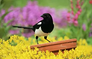 Magpies: MAGPIE - Perched on plant pot in garden