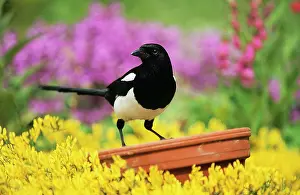 Magpies: Magpie - Perched on plant-pot in garden