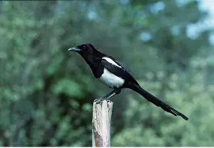 Posts: MAGPIE - perched on post