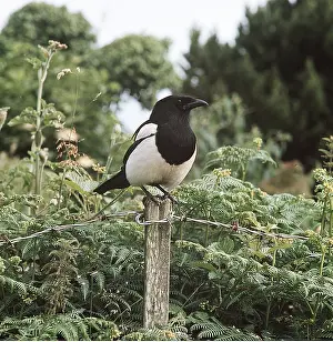 J Laurie: MAGPIE - perched on post