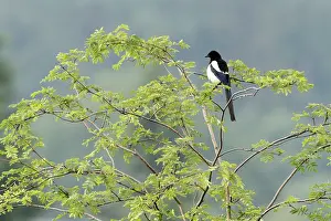 Magpies: Magpie - perched in Robinia tree
