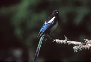 Corvids: MAGPIE - perching on branch